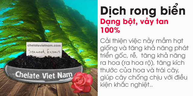 Bột rong biển (Seaweed extract powder) 